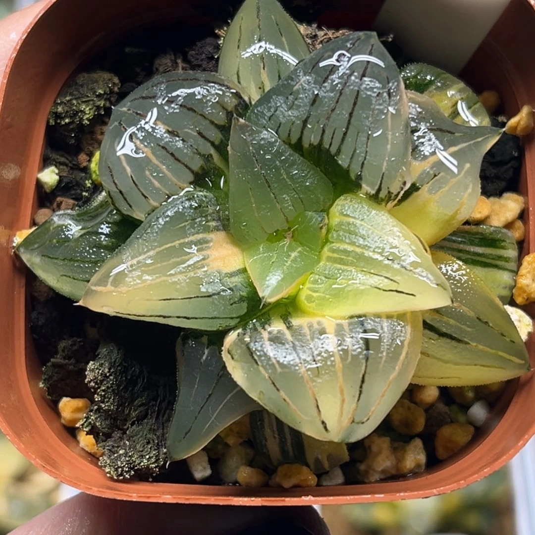 113巨大丸叶红纹寿锦福利专场