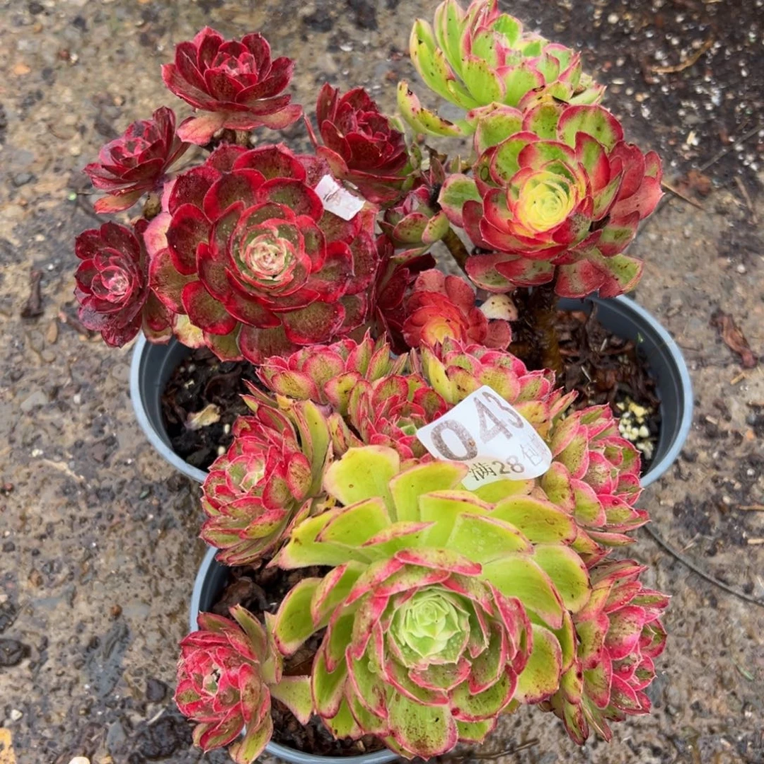 多肉植物043三颗的