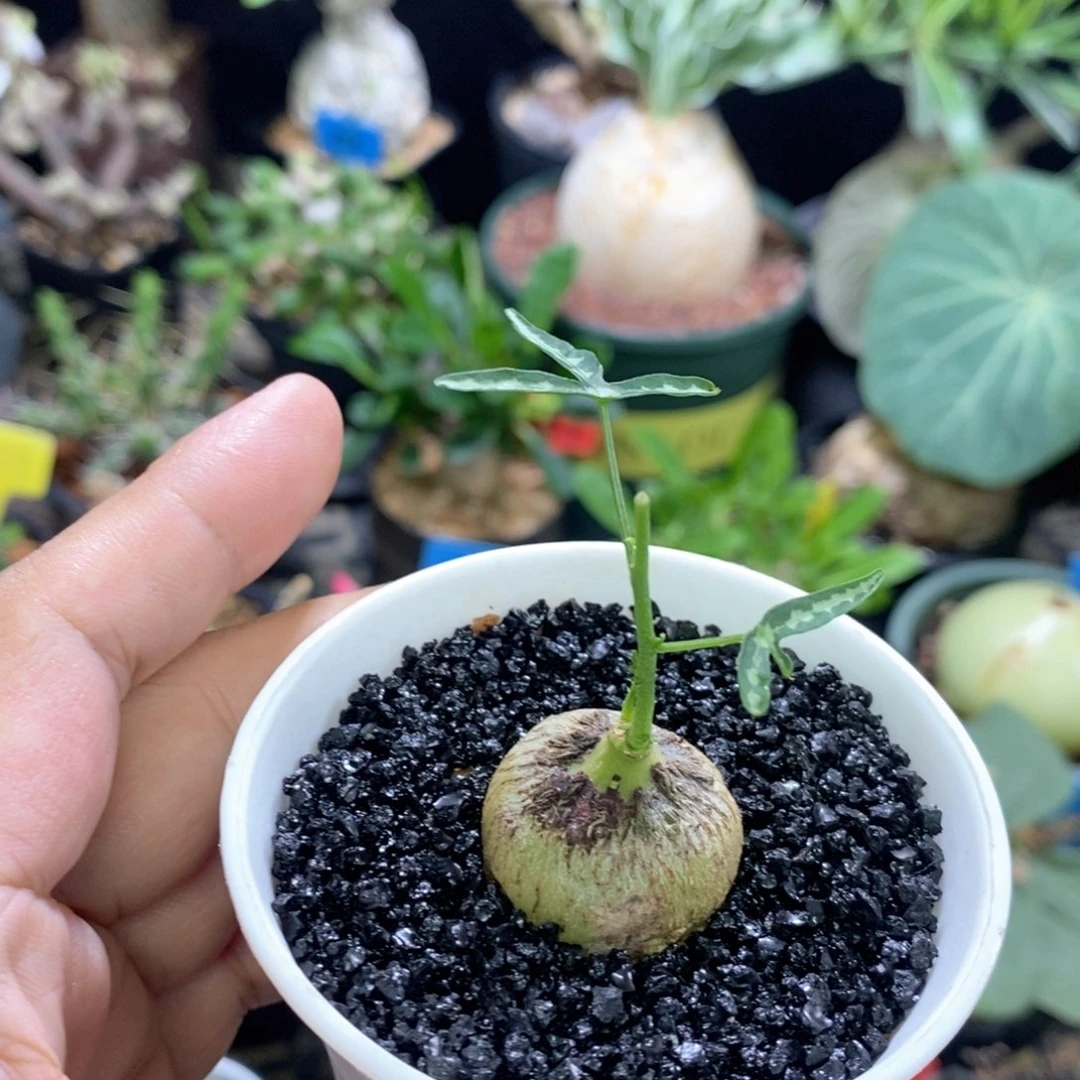 彩叶麒麟多肉植物