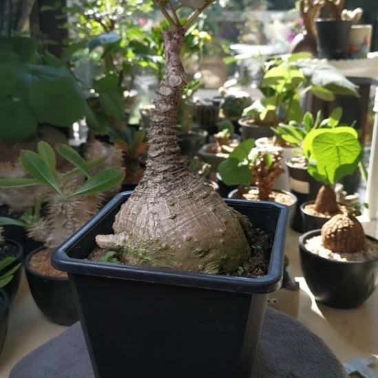 1009奇异油柑 一物一拍