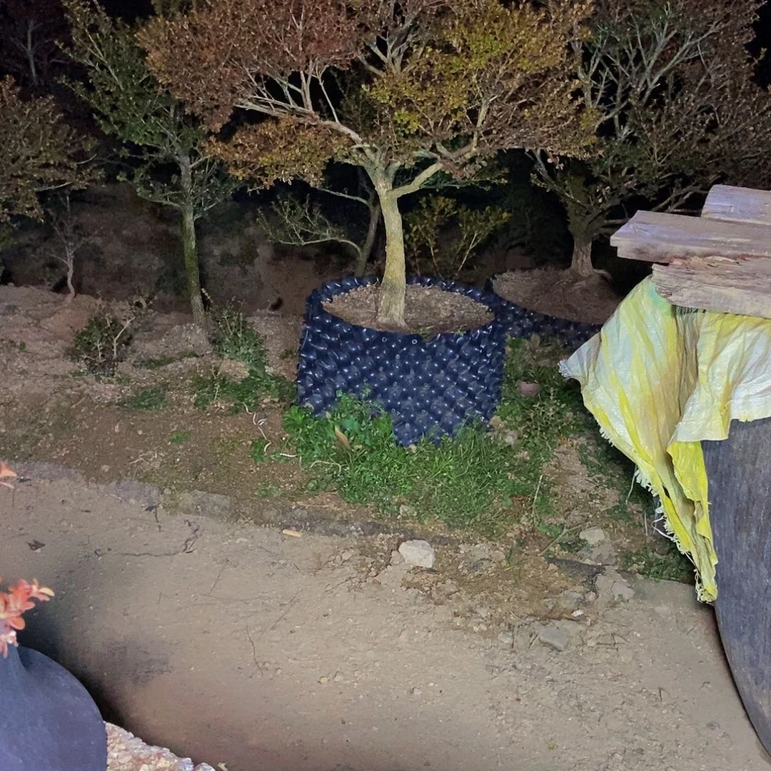 广***汉安徽大别山珍珠黄杨
