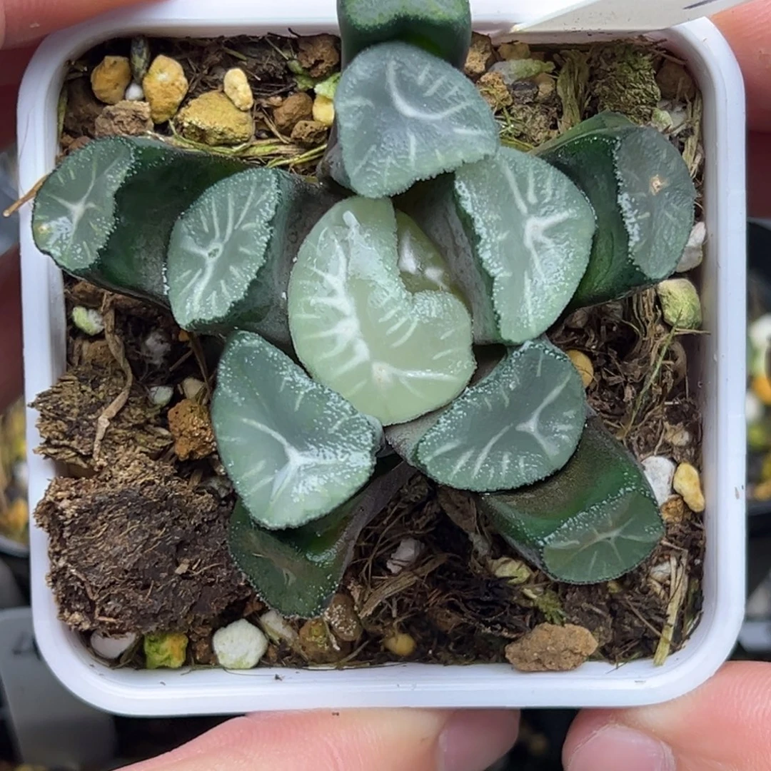 29玉龙万象。。。。。。。。