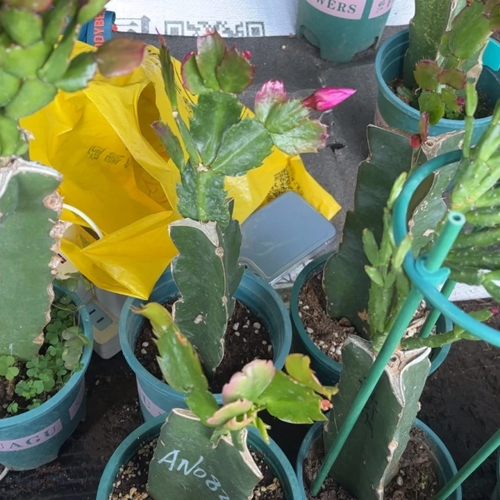 欣***荣25号082➕083两颗发