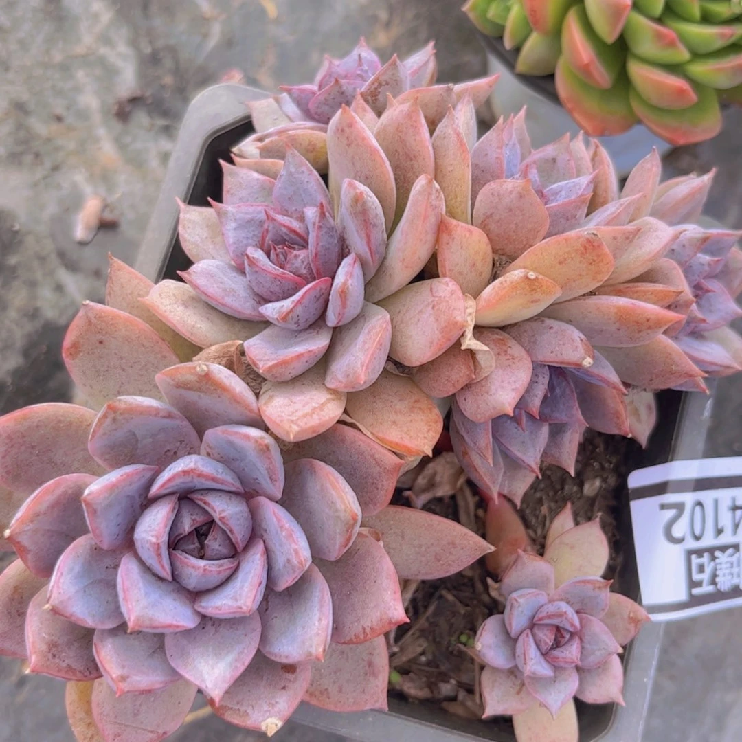 海蓝之谜04102多肉植物