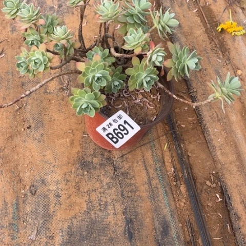 691薄化妆不包断枝