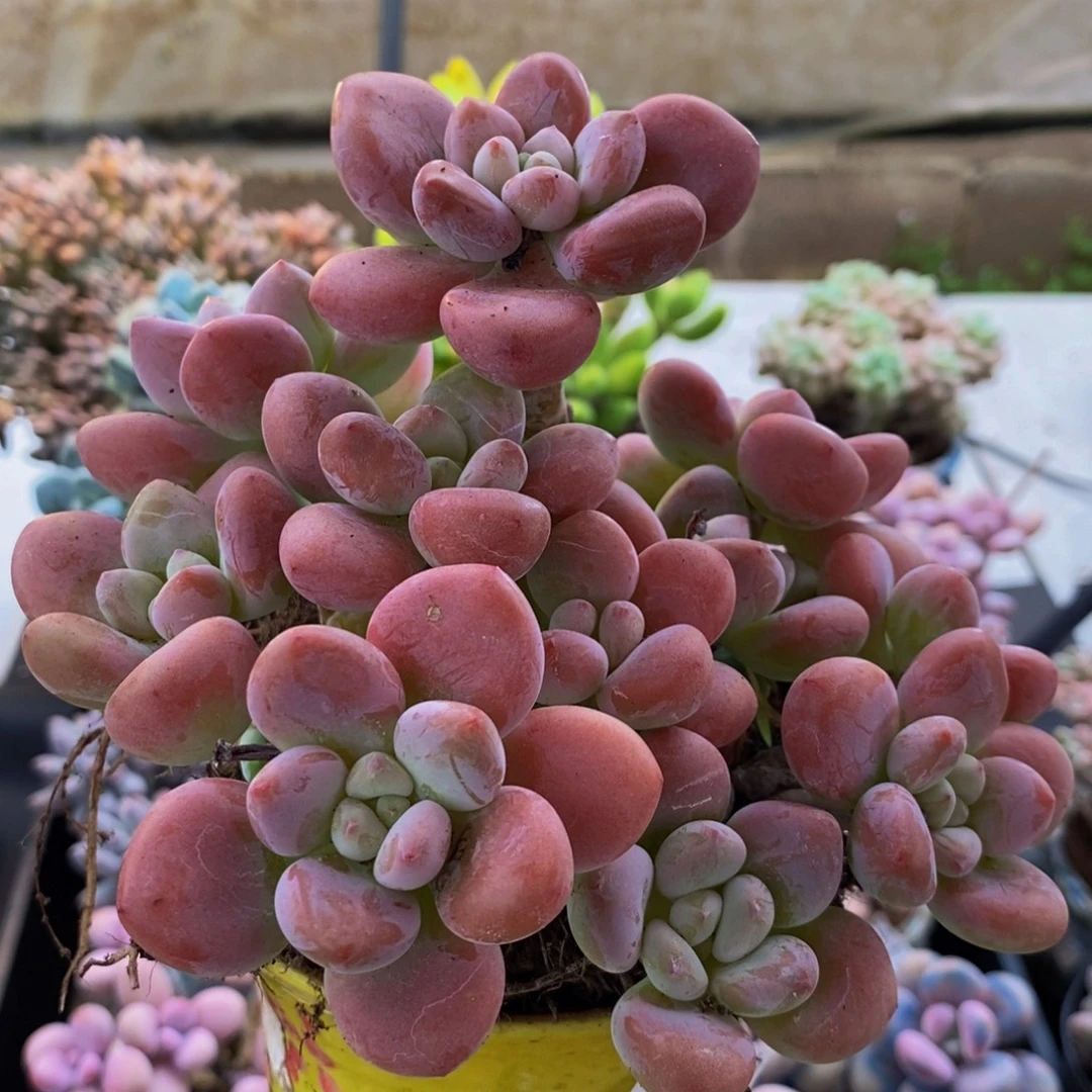 879樱花洛神14cm多肉