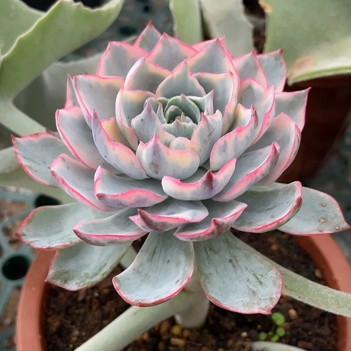 阿美星锦一物一拍
