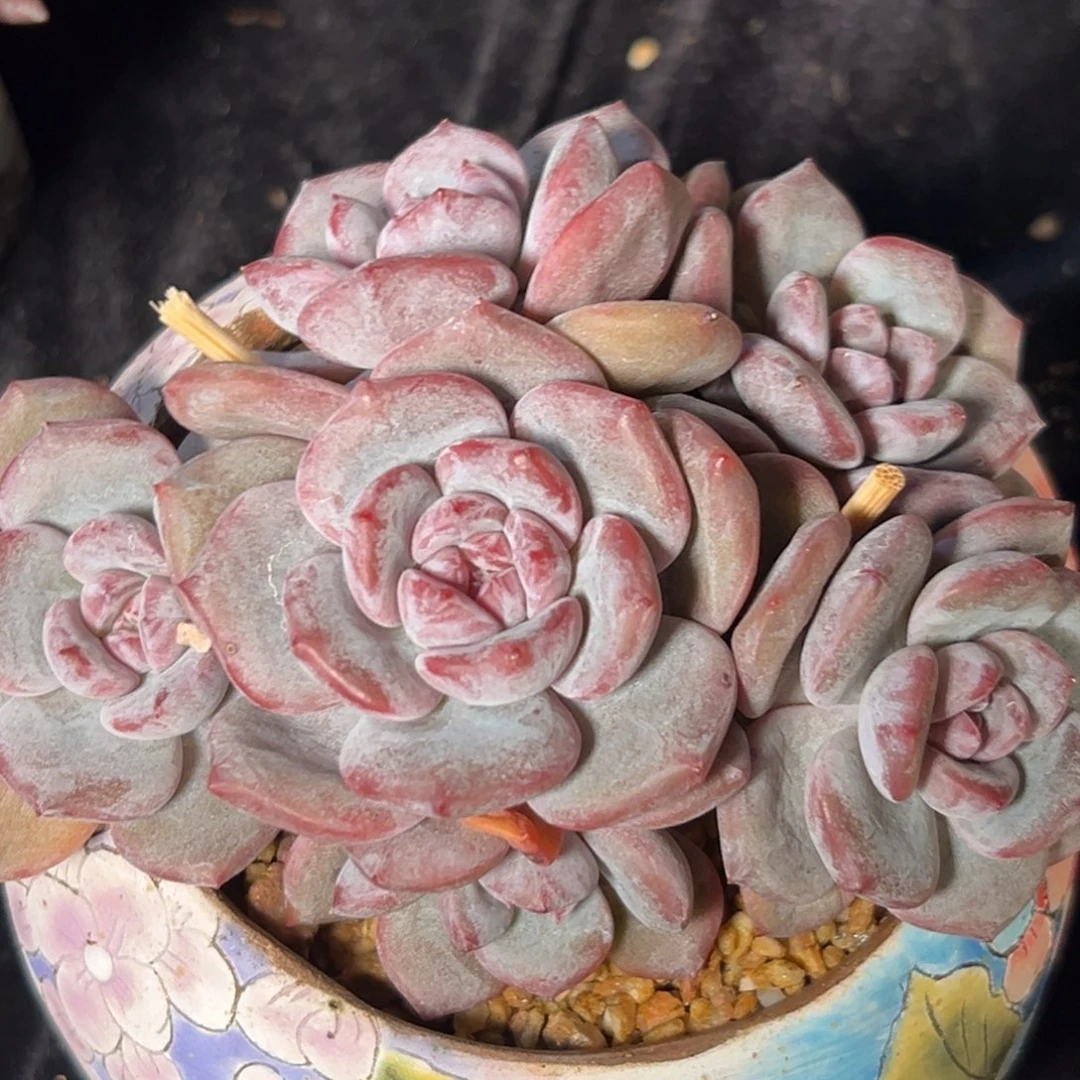 冬***冬新年快乐 新年快乐