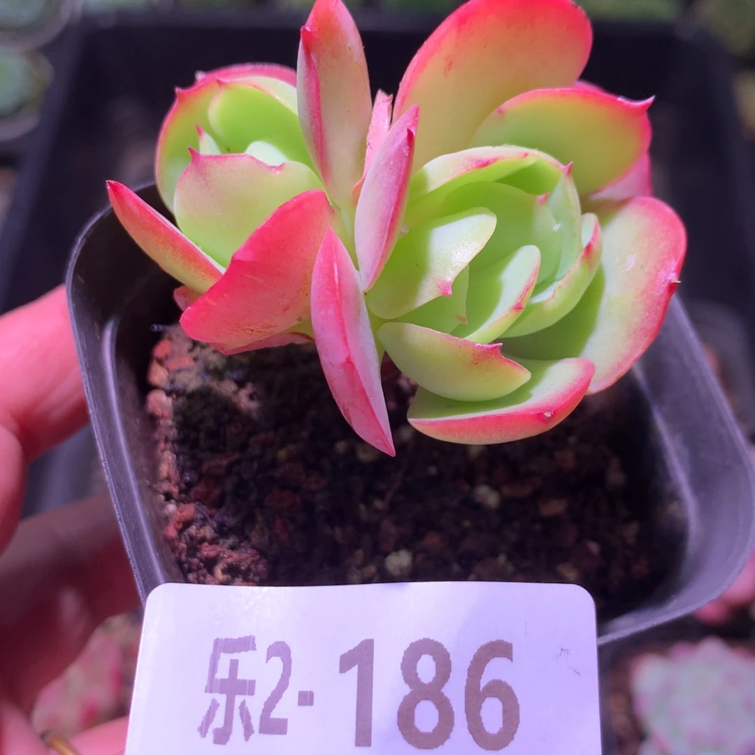 乐然 2-186 桃花石