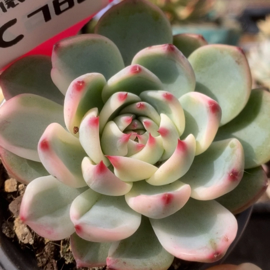 768锦锦锦锦锦锦锦锦