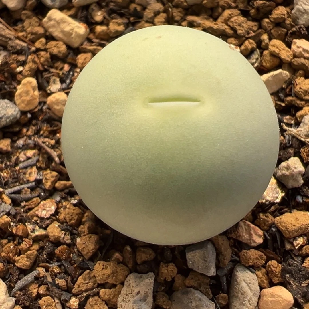 581多肉植物种类多样