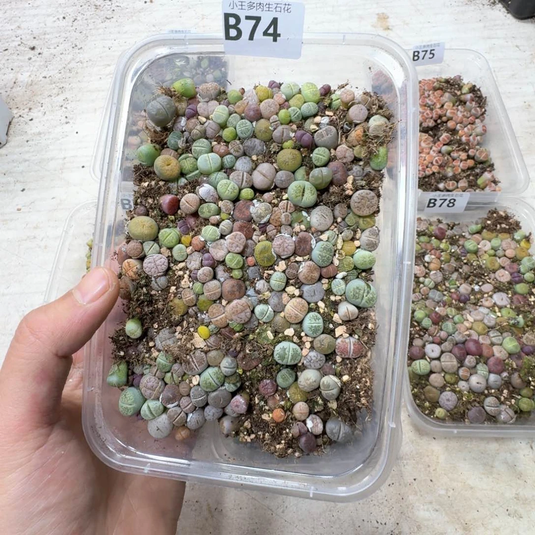 B74彩色生石花一大盒