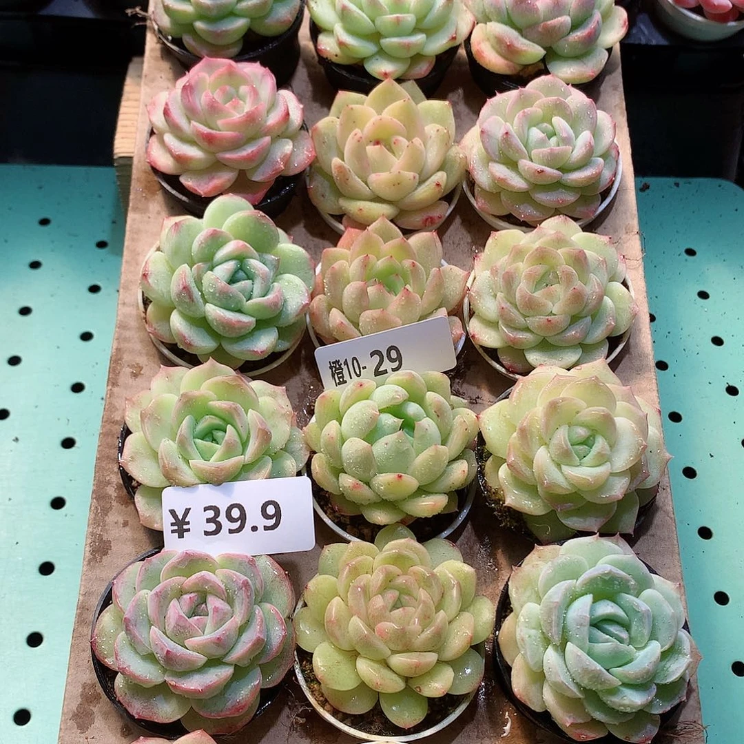 10-29一物一拍带盆18颗