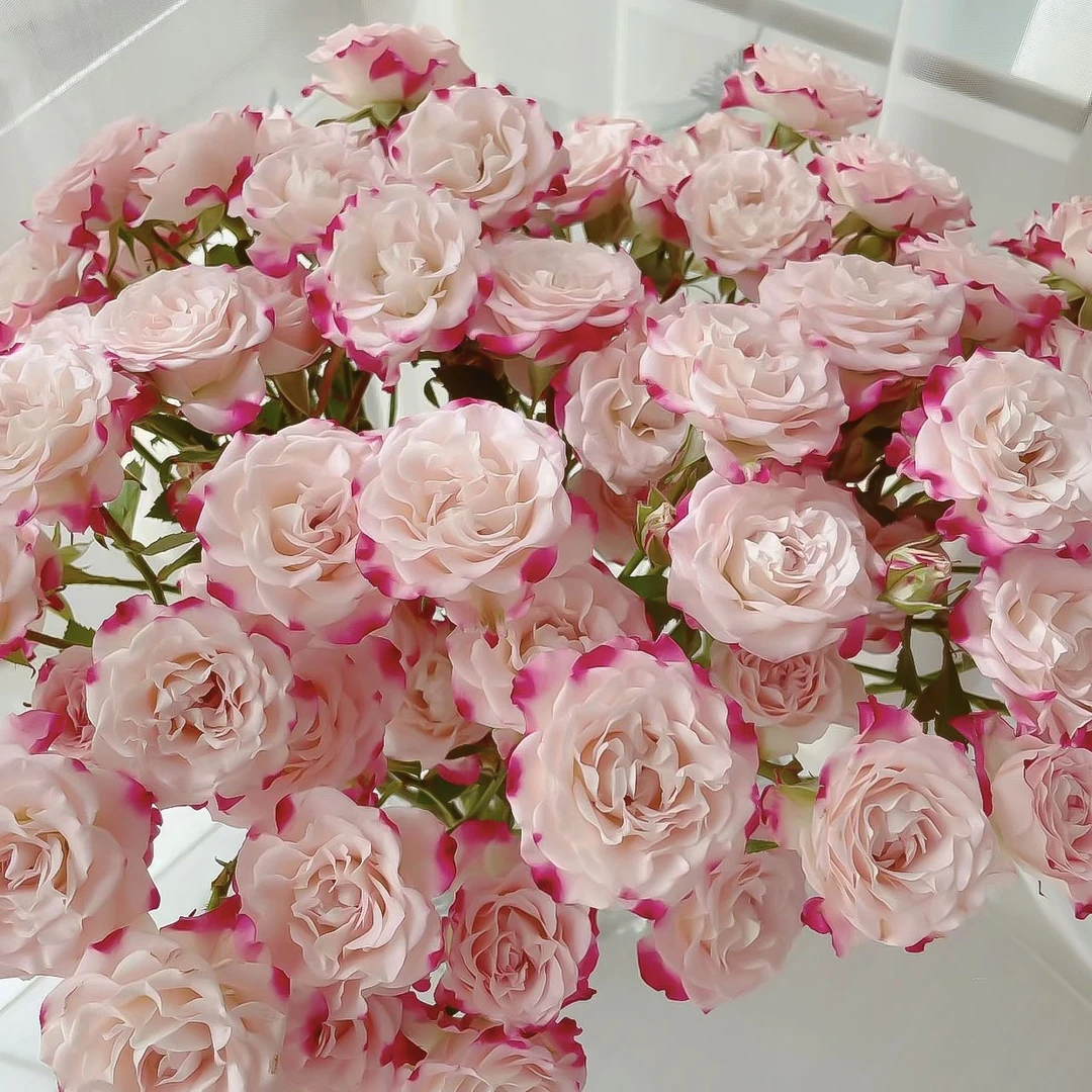 多头玫瑰-折射10支【1单包邮】云南鲜花