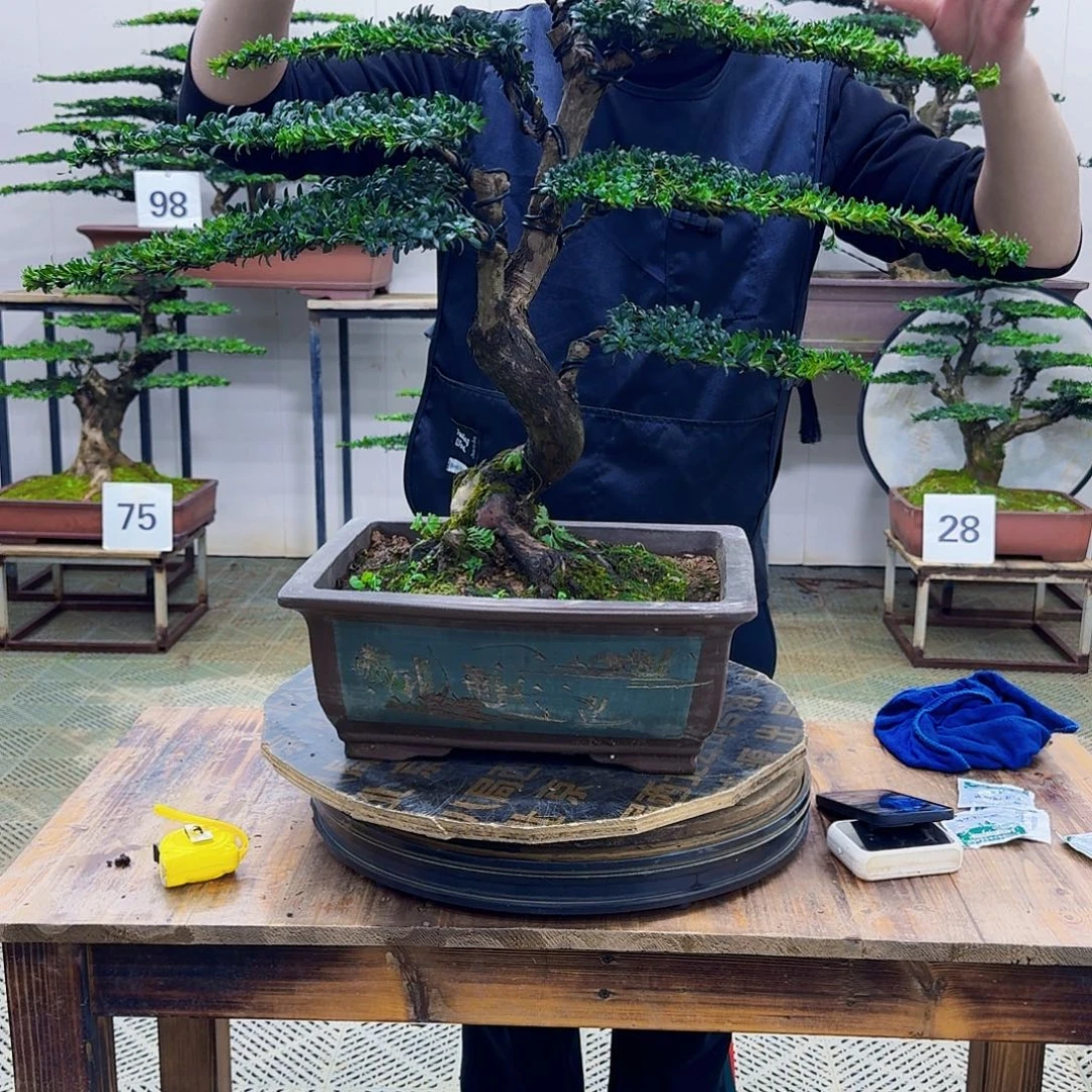 无花朵珍珠罗汉松造型盆景