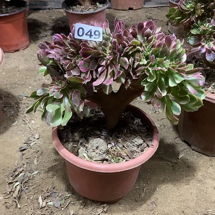 049香妃缀化老板子法师