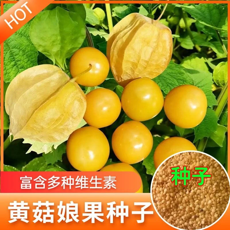 姑娘果种子黄姑娘种子黄姑娘果籽盆栽蔬菜种籽孑春季四季高产种子