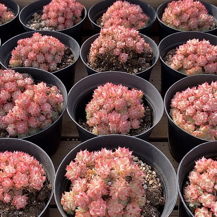 75绿油麦杆 福利多多不包整