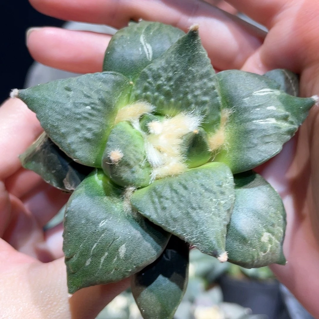 9cm实生怒涛牡丹萝卜根