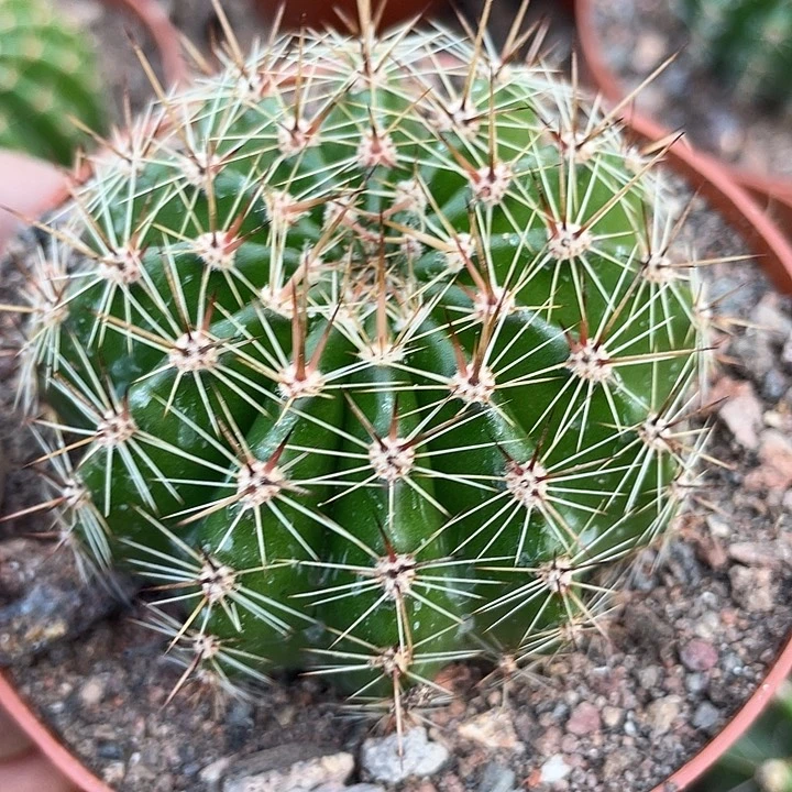 18号实生彩草带盆土