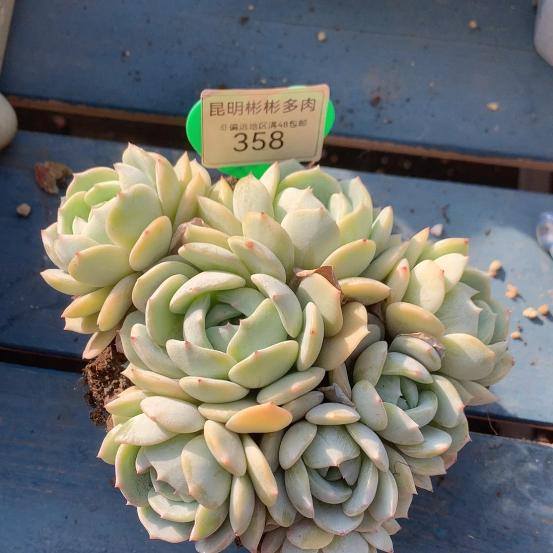 孔**屏劳林朵朵缀无砍358