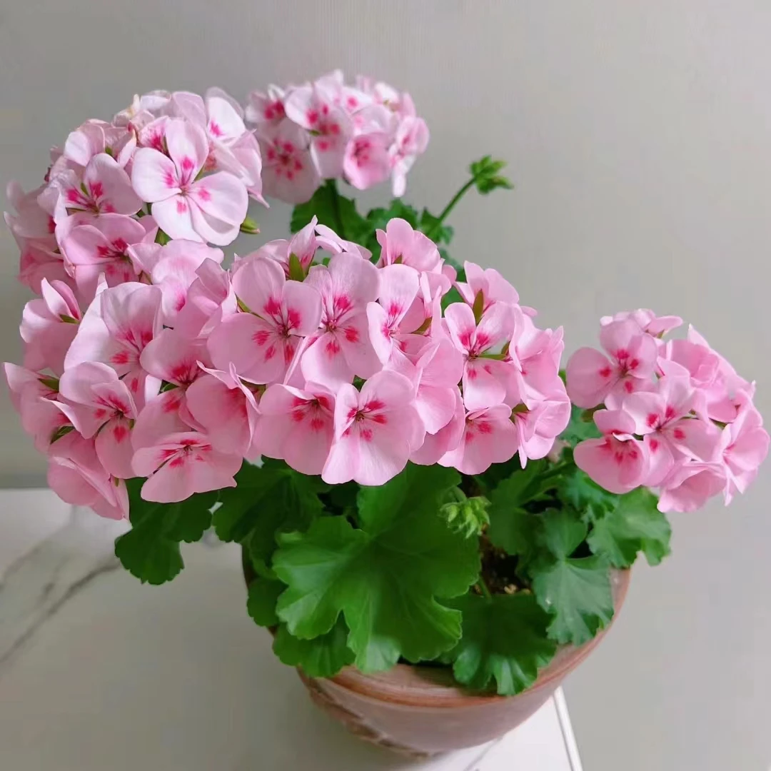 【天使之眼】多花包发货直立勤花天竺葵包对版