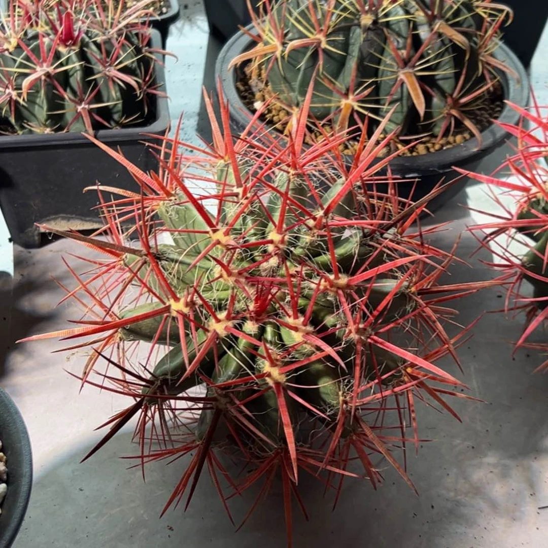 墨西哥大精品红虎福利款