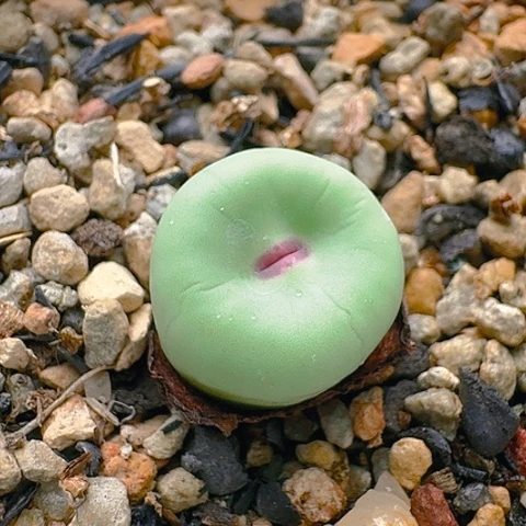 1422小红嘴母本带盆土