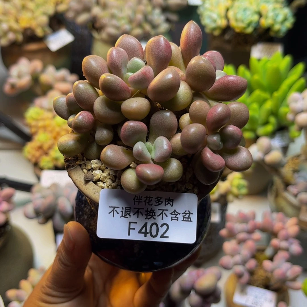 彼***开先锋派402/7cm多肉