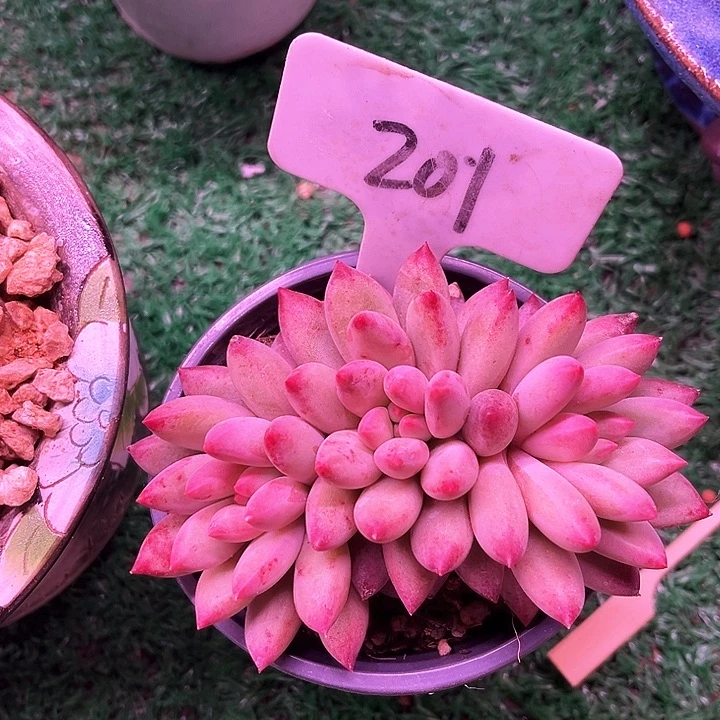 我是你的小可爱啊我的小可爱