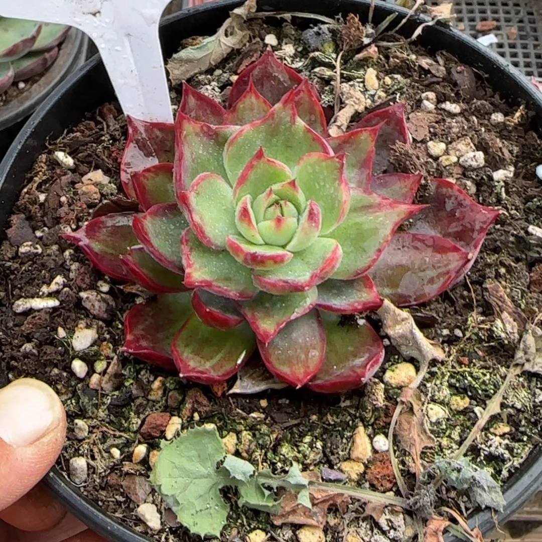 惊鸿一物一拍包装收缩花旱390