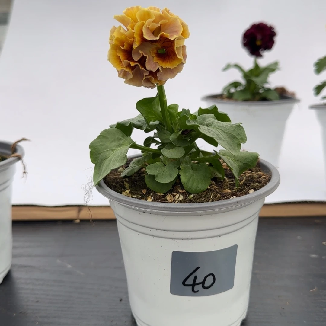 当前无花朵，栽培后可花朵 40号