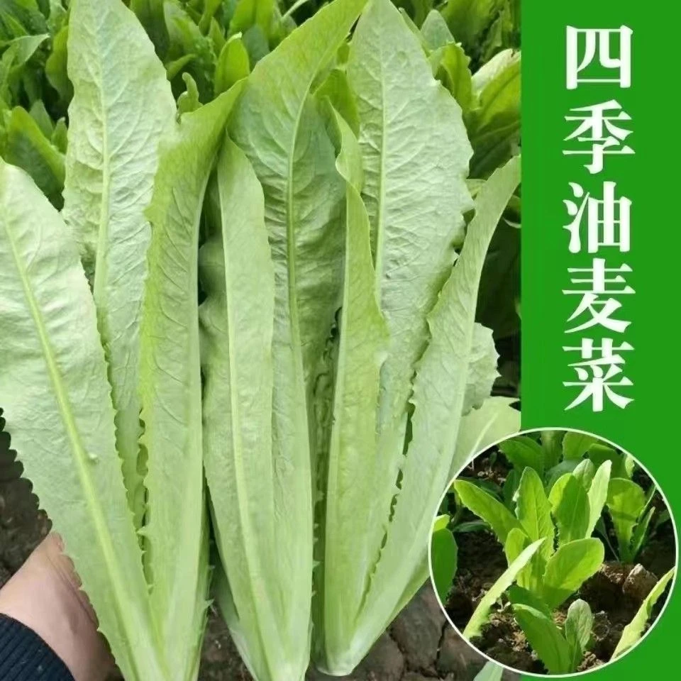 麦香味秧苗四季香油麦菜苗庭院农家菜园盆栽冬春蔬菜秧苗水培阳台