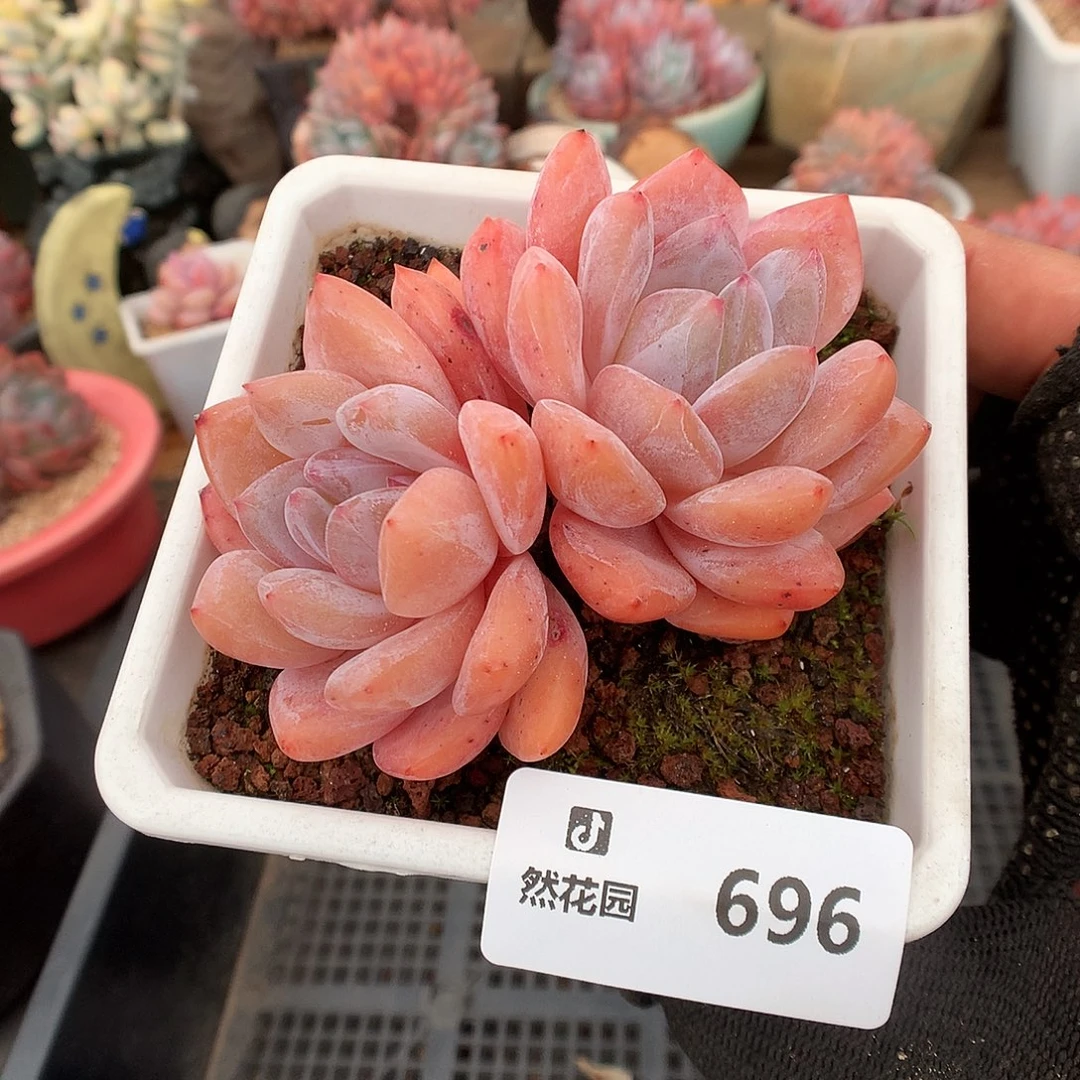 696橘子梦露多肉植物66