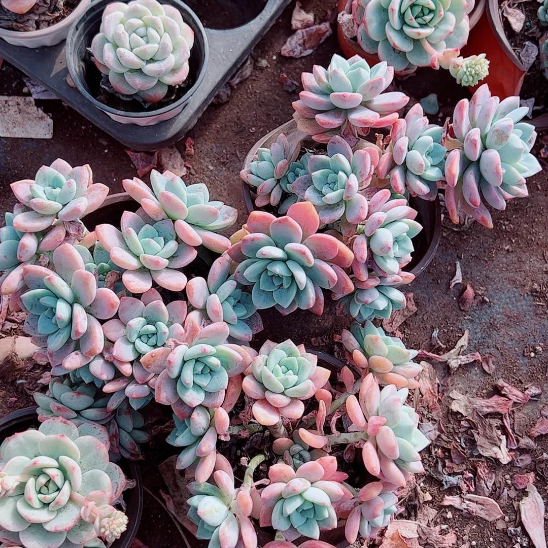 克洛伊多头造型精品特价二盆