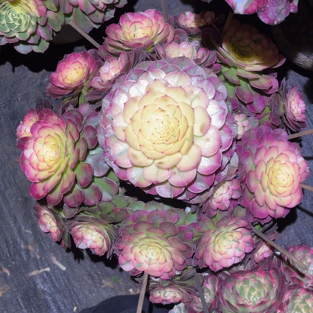 兮***！云南多肉植物荔枝