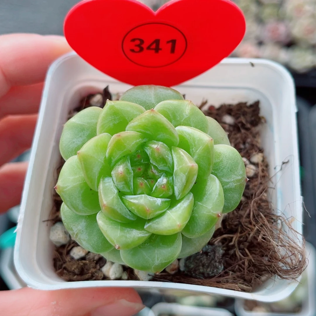 风靡园艺新品珍妮单头