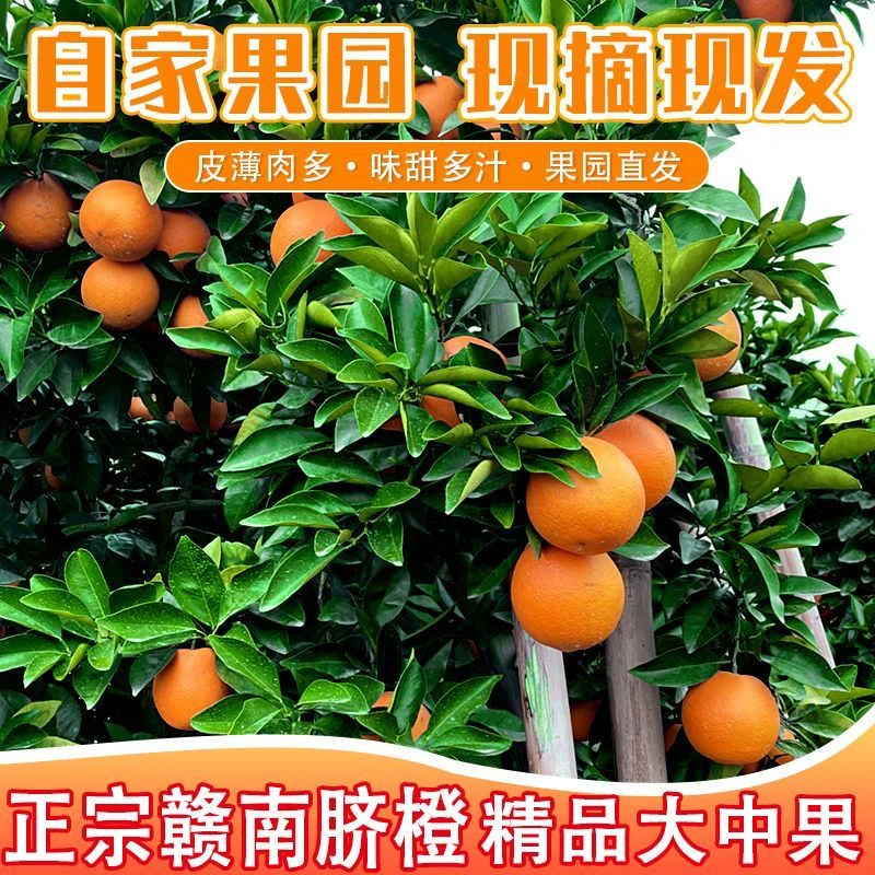 （北方地区专拍)正宗赣南脐橙香甜多汁鲜嫩可口应季水果孕妇水果