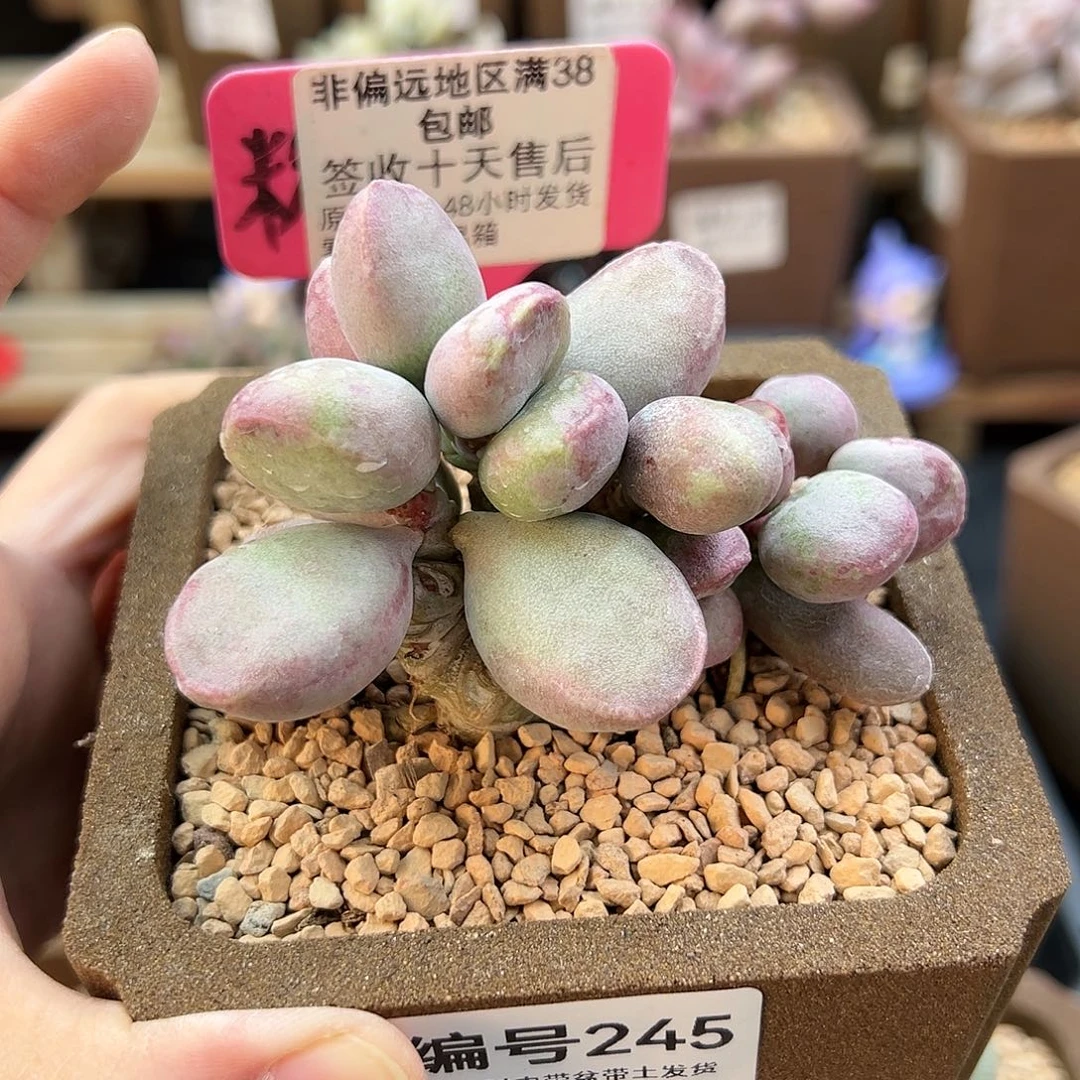 245仙桃多肉植物