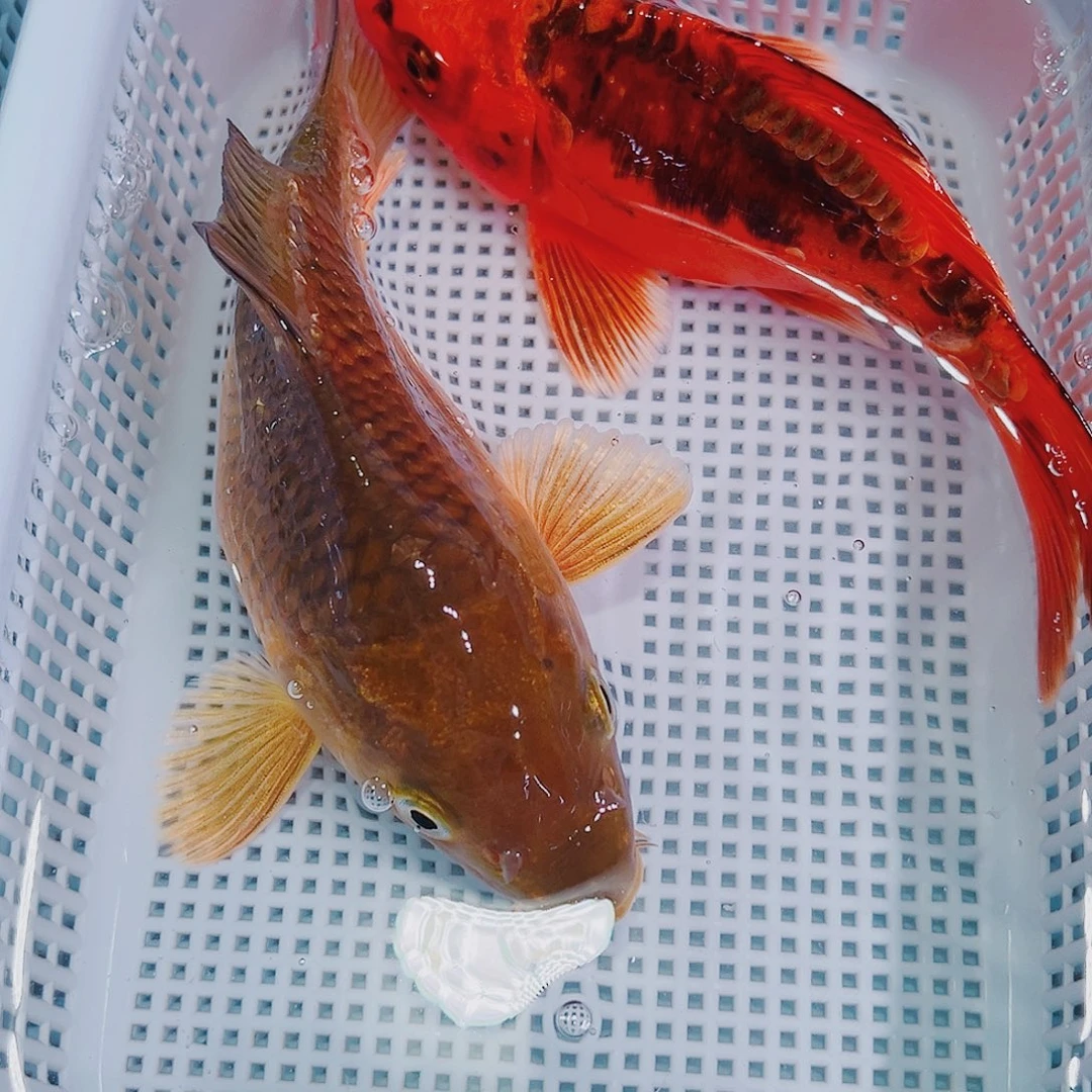 锦鲤锦鲤冷水鱼观赏鱼127