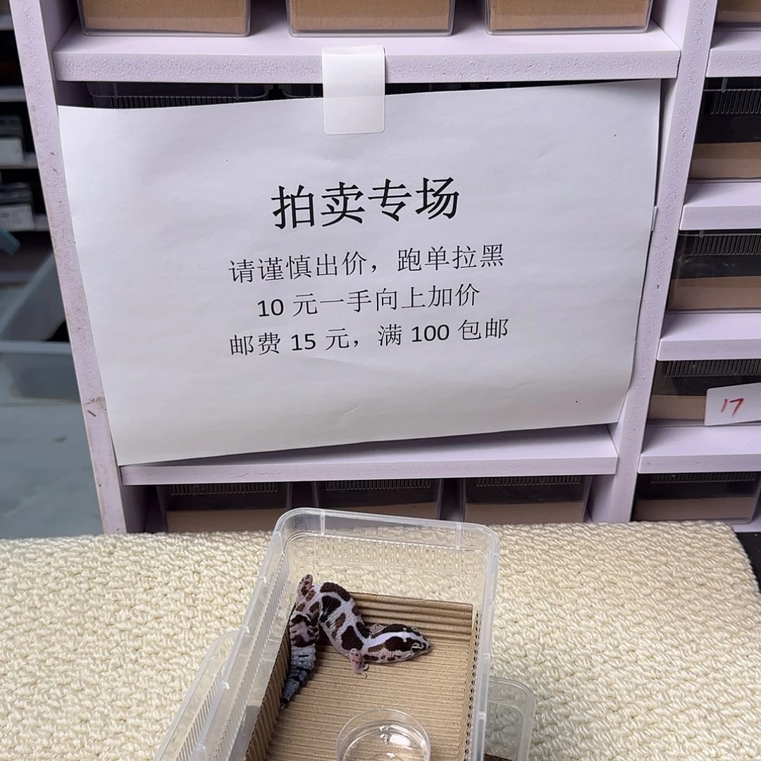 肥尾守宫白奶牛 妹妹
