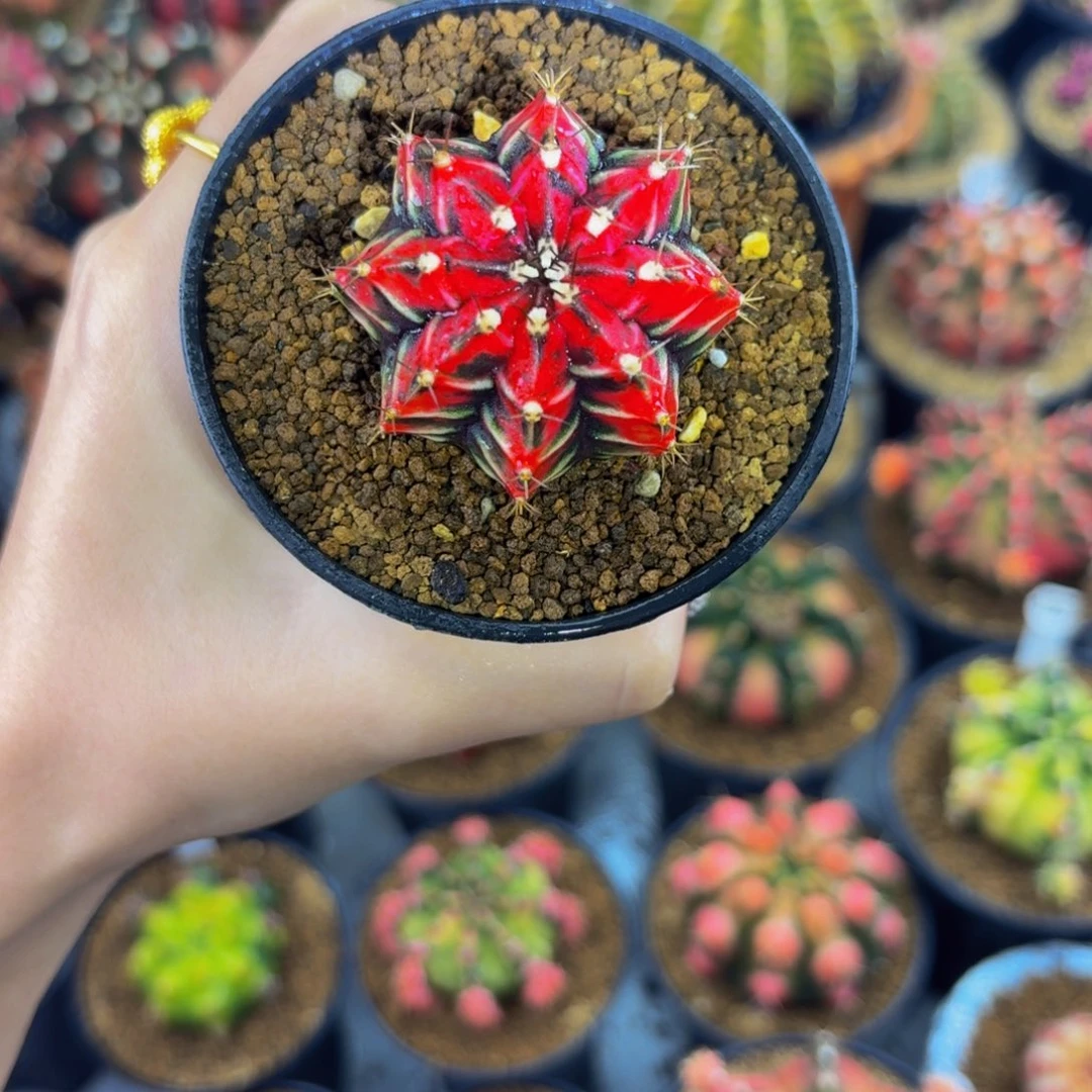 暗黑玛丽00000000000588