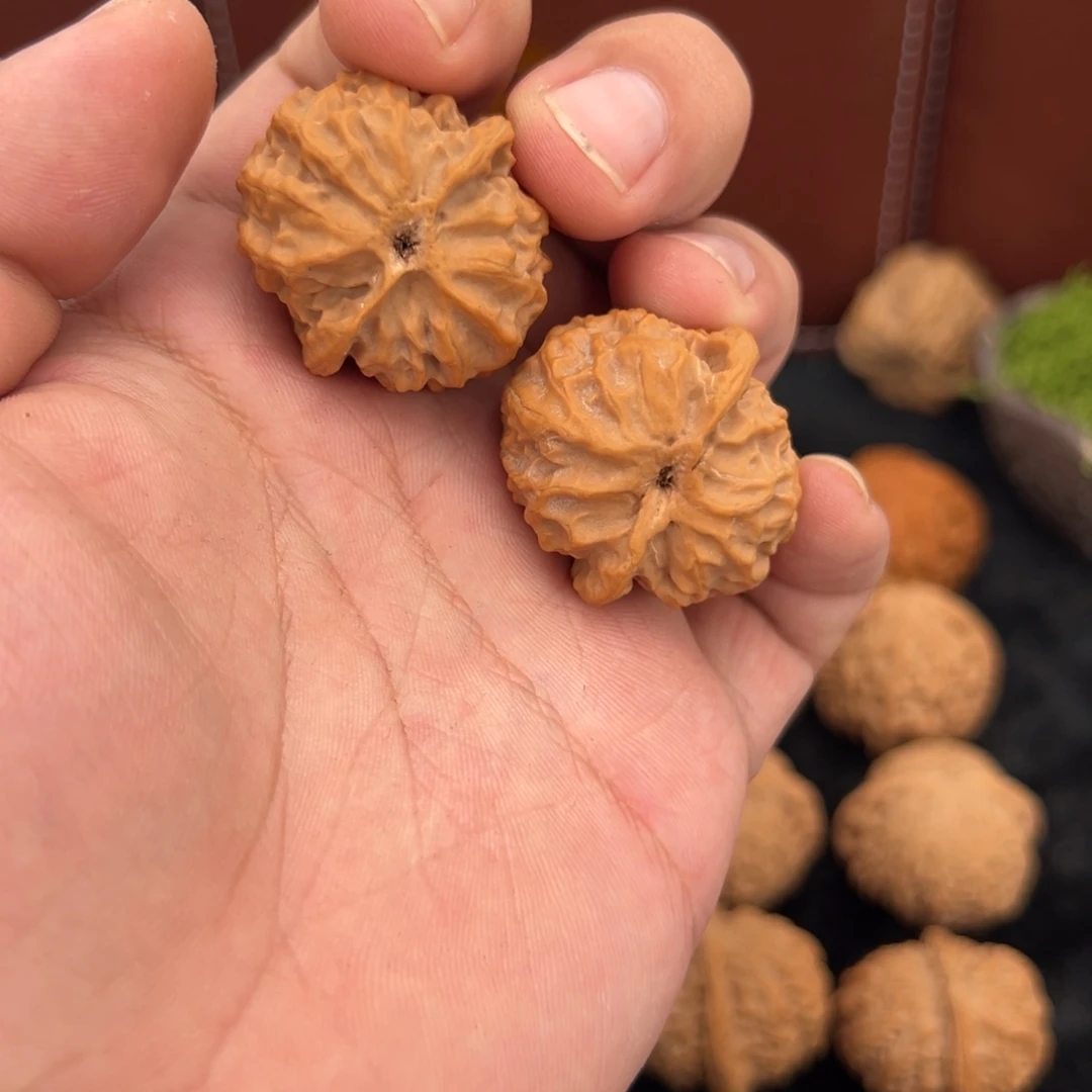 核桃变异苹果园1对