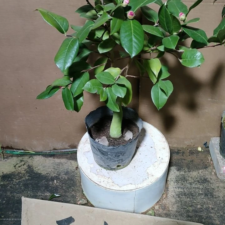 774姚黄，原盆原土发货，不包邮