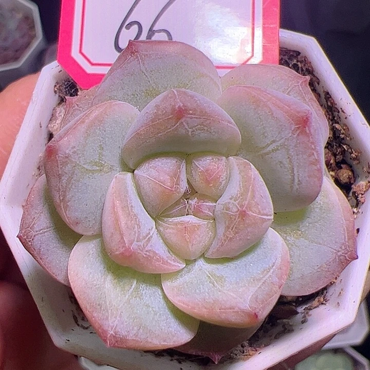 粉钻多肉植物单头