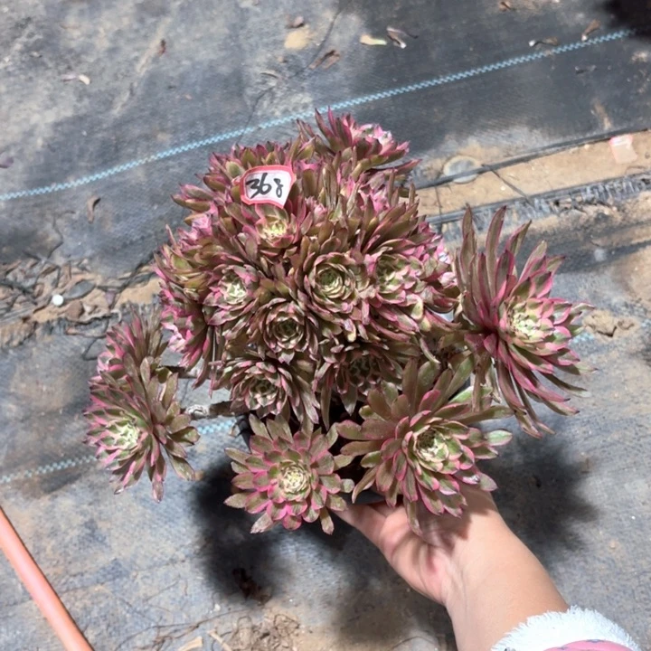 粉初恋丛林朵朵368