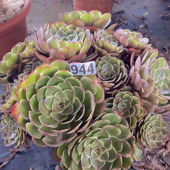 六***我多肉植物一个粉花妖