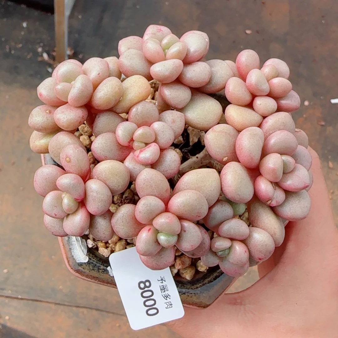 先锋派。8000多肉植物