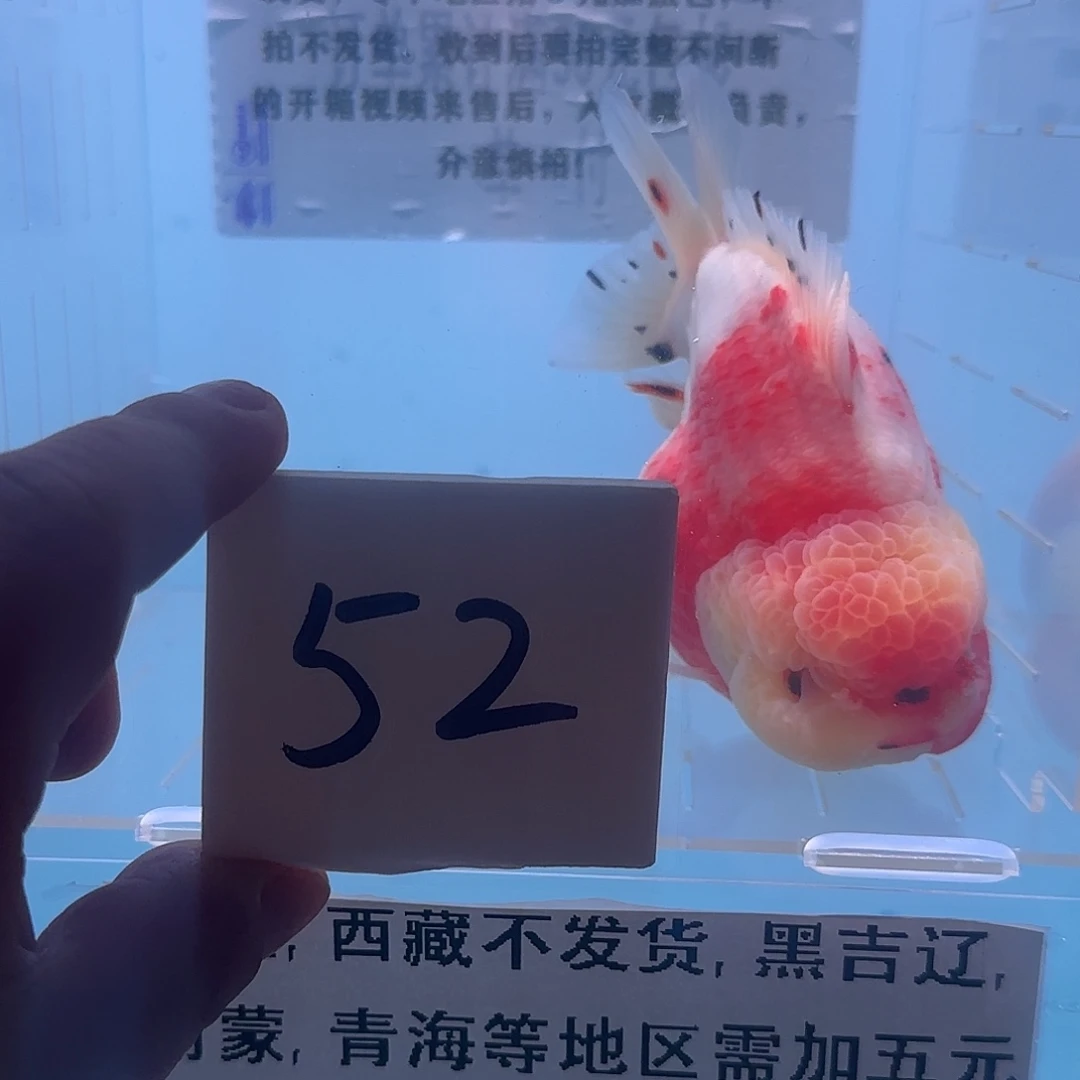 金鱼腾川优宠金鱼专拍