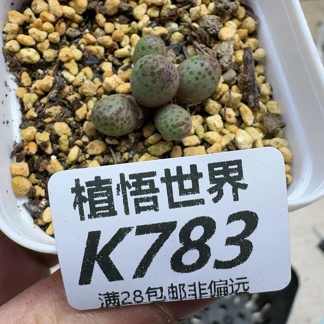 多肉植物的人生ghjj